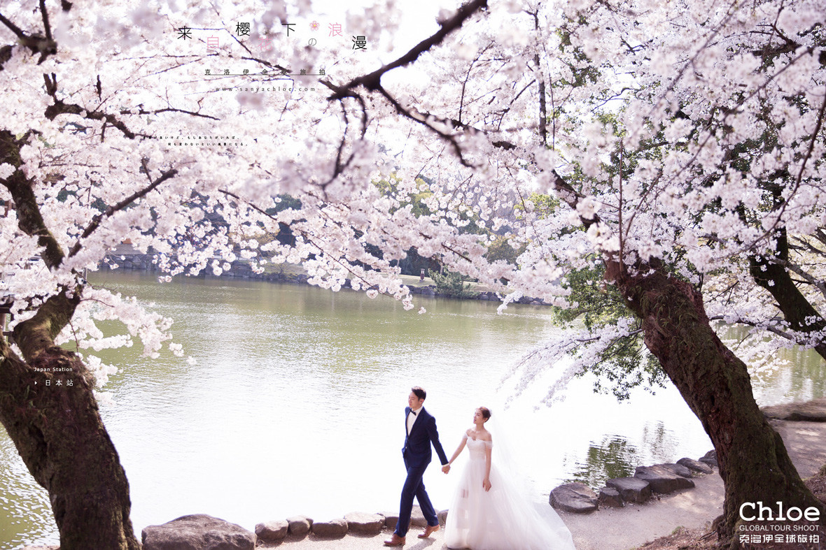 樱花树下的新娘